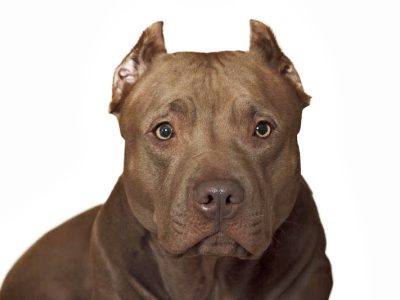 pitbull-terrier-américain-80916843